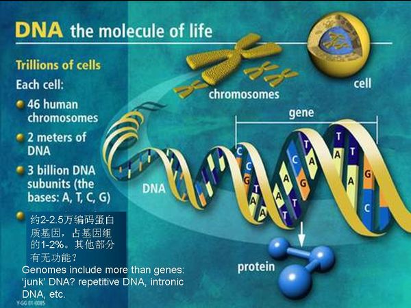 新一代基因（DNA）測序技術與應用進展3.jpg